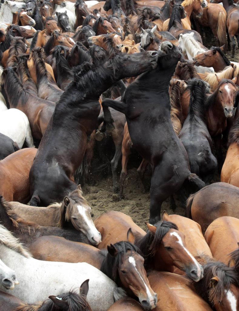 Güçlü olan kazandı! galerisi resim 10