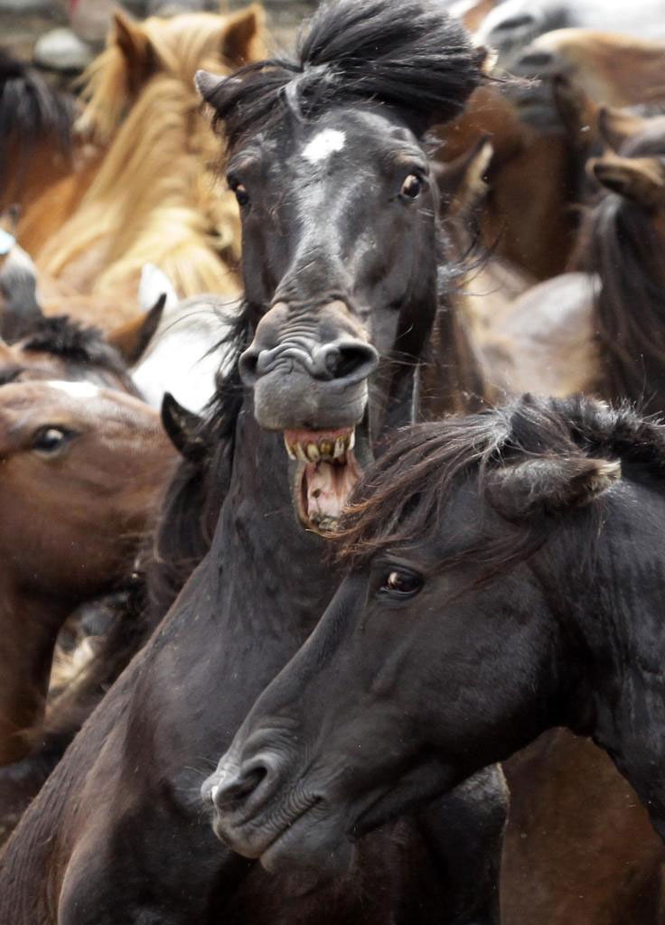 Güçlü olan kazandı! galerisi resim 9