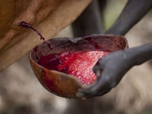 İşte tüyler ürperten gelenek!