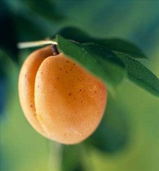 Her derdin devası kayısı galerisi resim 10