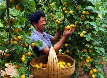 Her derdin devası kayısı galerisi resim 11