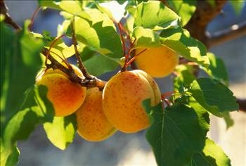 Her derdin devası kayısı galerisi resim 13