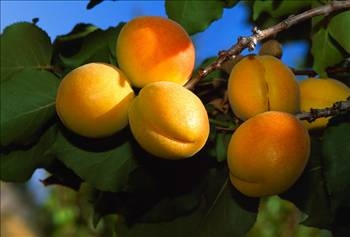 Her derdin devası kayısı galerisi resim 15