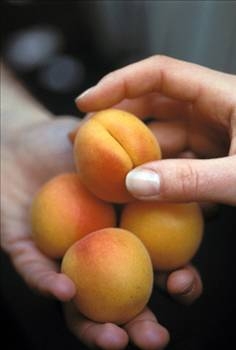 Her derdin devası kayısı galerisi resim 17