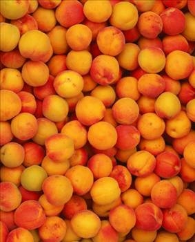 Her derdin devası kayısı galerisi resim 2