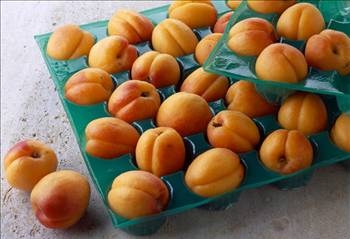 Her derdin devası kayısı galerisi resim 4