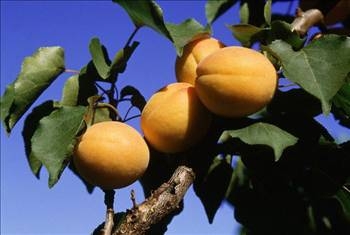 Her derdin devası kayısı galerisi resim 7