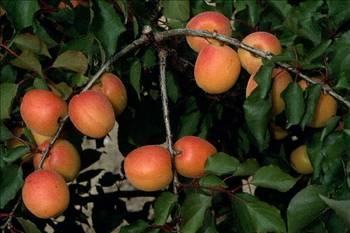 Her derdin devası kayısı galerisi resim 9