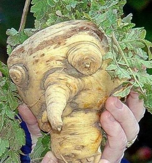 Şekli bozuk sebzeler galerisi resim 13