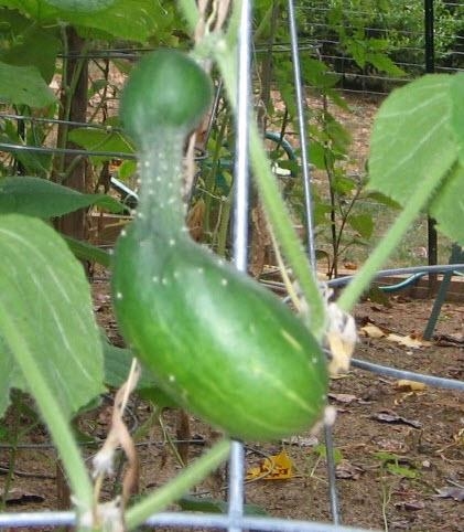 Şekli bozuk sebzeler galerisi resim 5