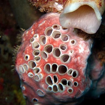 25 şaşırtıcı insan fobisi galerisi resim 4