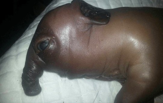 Dünyanın en ilginç hayvanı galerisi resim 1