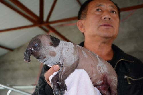 Dünyanın en ilginç hayvanı galerisi resim 2