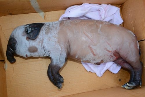 Dünyanın en ilginç hayvanı galerisi resim 5