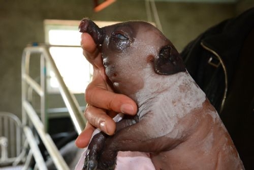 Dünyanın en ilginç hayvanı galerisi resim 6