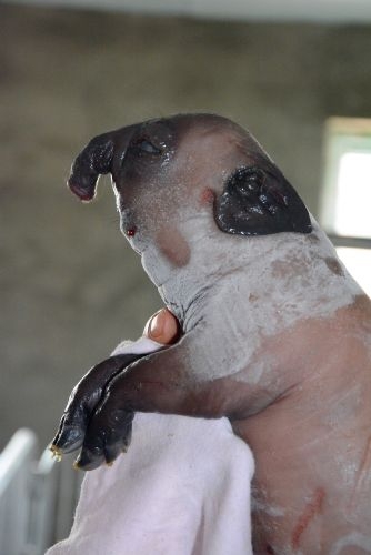 Dünyanın en ilginç hayvanı galerisi resim 7