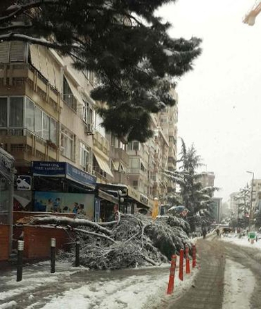 İstanbul'da kar çilesi galerisi resim 11