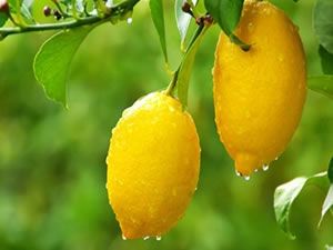 Limonlu su içmeniz için 10 neden