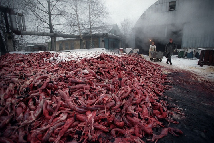 Rus fotoğrafçıdan ödüllü kareler Foto-Galeri galerisi resim 20