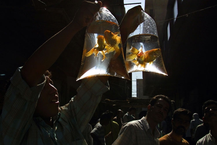 Rus fotoğrafçıdan ödüllü kareler Foto-Galeri galerisi resim 24