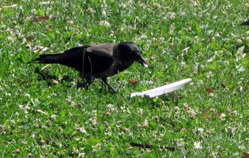 Çevreci Karga insanlara ders verdi galerisi resim 2