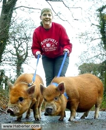 Sıradışı Evcil hayvanlar galerisi resim 11