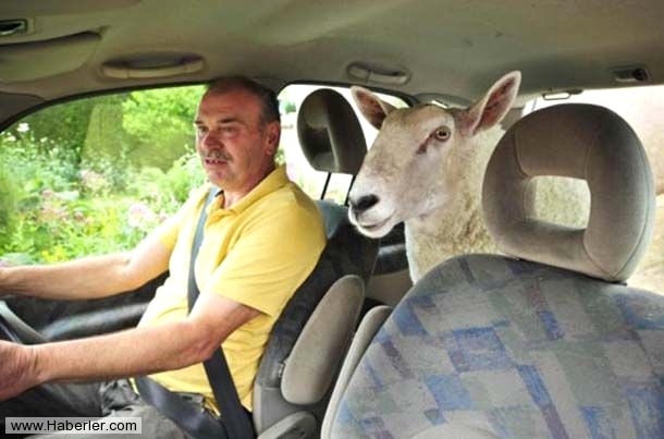 Sıradışı Evcil hayvanlar galerisi resim 12