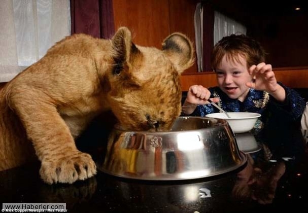 Sıradışı Evcil hayvanlar galerisi resim 13