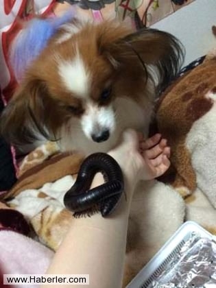 Sıradışı Evcil hayvanlar galerisi resim 15