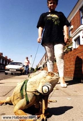 Sıradışı Evcil hayvanlar galerisi resim 17