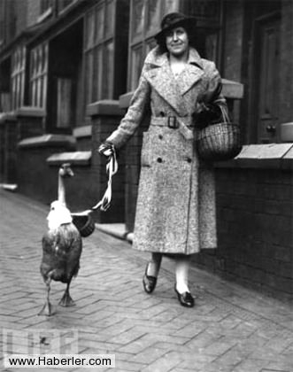 Sıradışı Evcil hayvanlar galerisi resim 18