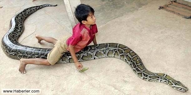 Sıradışı Evcil hayvanlar galerisi resim 5