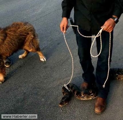 Sıradışı Evcil hayvanlar galerisi resim 6