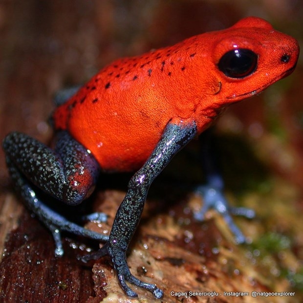 National Geographic'te bir Türk galerisi resim 11