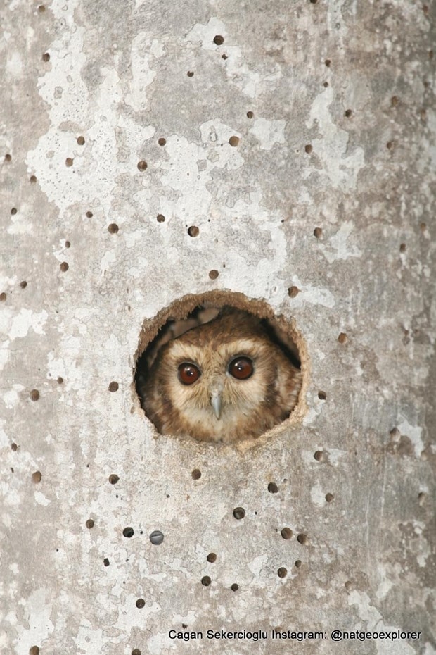National Geographic'te bir Türk galerisi resim 12
