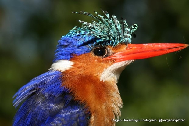 National Geographic'te bir Türk galerisi resim 14