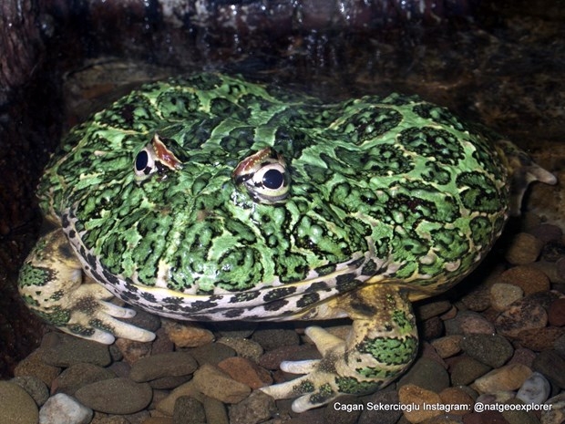 National Geographic'te bir Türk galerisi resim 3