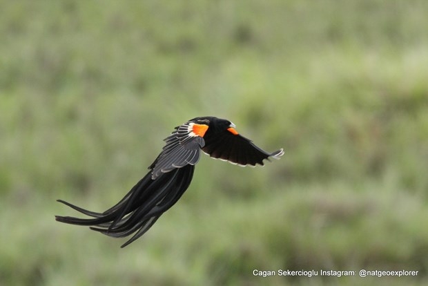 National Geographic'te bir Türk galerisi resim 7