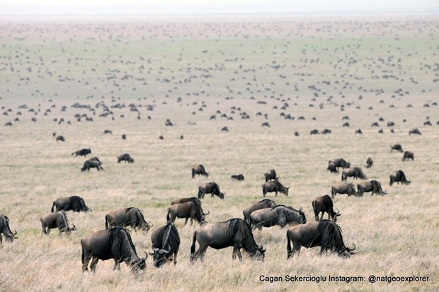 National Geographic'te bir Türk galerisi resim 8