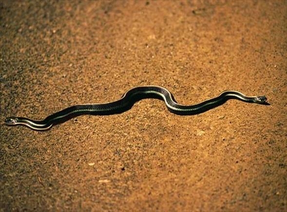 Aklın sınırlarını zorlayan fotoğraflar galerisi resim 11