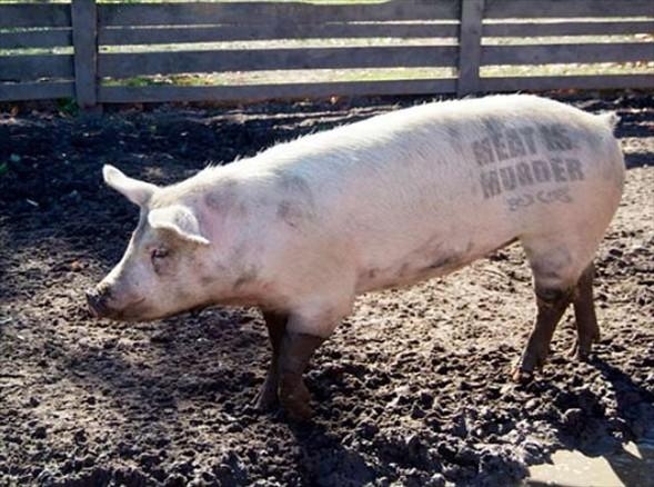 Aklın sınırlarını zorlayan fotoğraflar galerisi resim 21