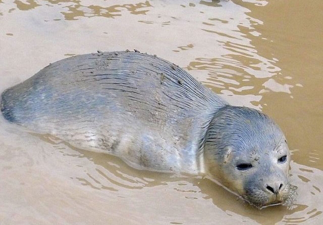 Yavru fok ineklerin ortasında kaldı galerisi resim 1
