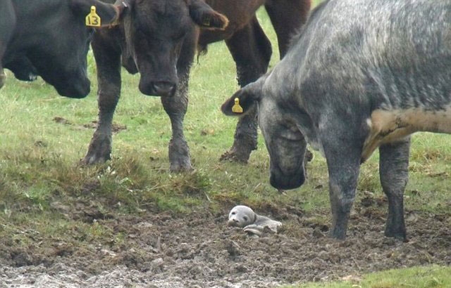 Yavru fok ineklerin ortasında kaldı galerisi resim 2
