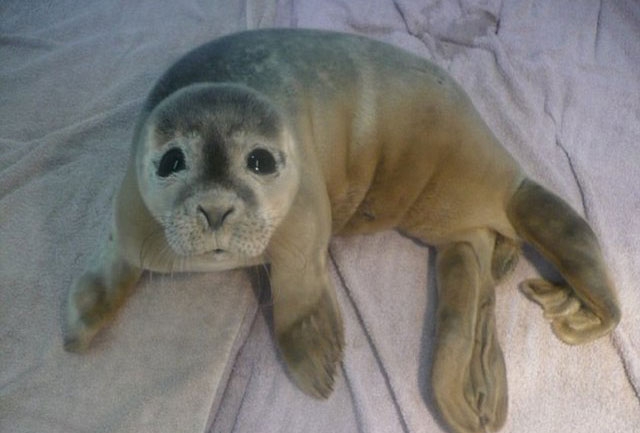 Yavru fok ineklerin ortasında kaldı galerisi resim 3