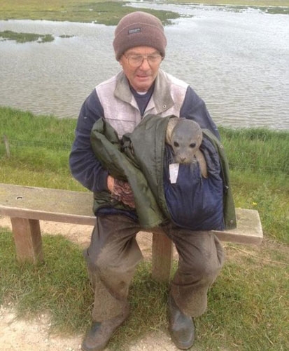 Yavru fok ineklerin ortasında kaldı galerisi resim 4