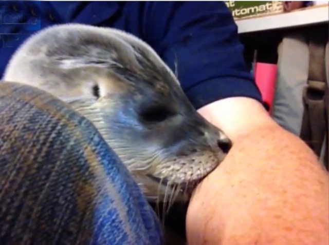 Yavru fok ineklerin ortasında kaldı galerisi resim 5