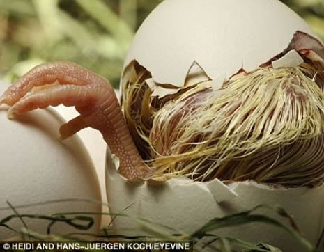 Hayvanlar aleminde ilginç doğum anları galerisi resim 9