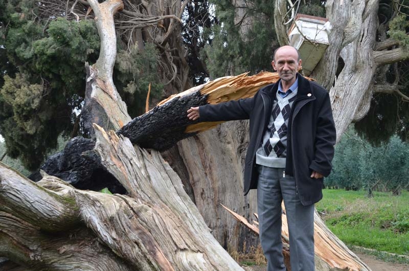 700 yaşındaki ağacı tahrip ettiler galerisi resim 1
