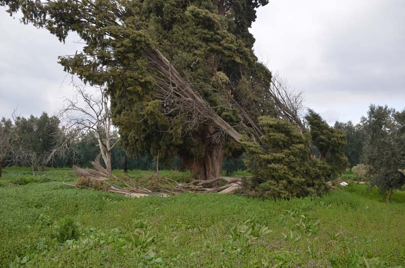 700 yaşındaki ağacı tahrip ettiler galerisi resim 10