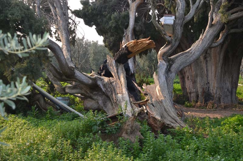700 yaşındaki ağacı tahrip ettiler galerisi resim 12